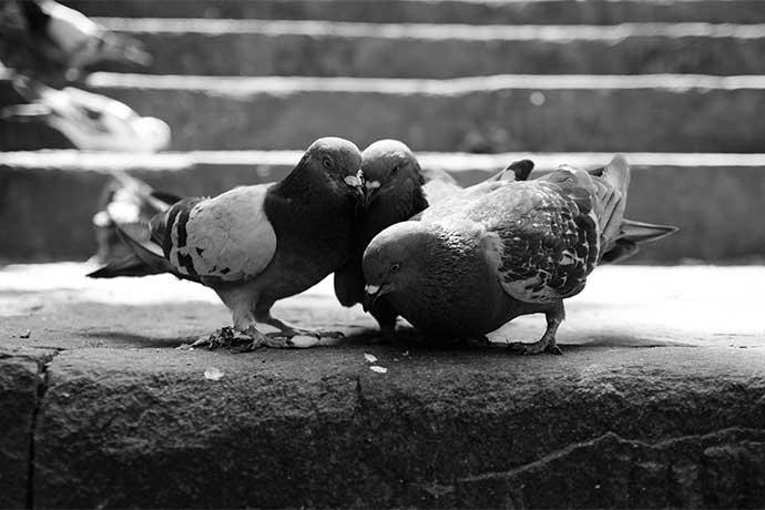 Pigeons on the Stairs