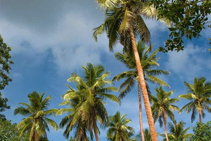 Sailors, Coconuts, and a Monkey