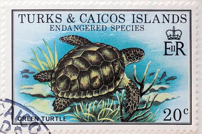 Random Turtle Stamps