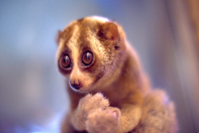 Slow Loris