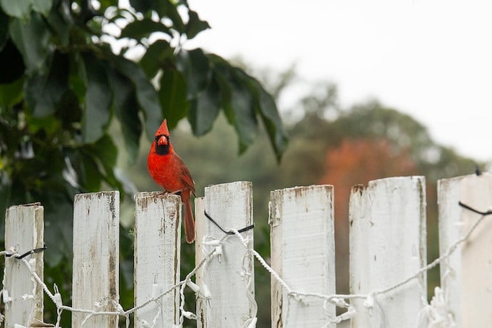 What’s that Bird?