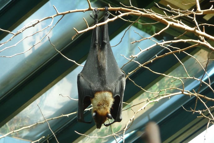 Bat Backpacks