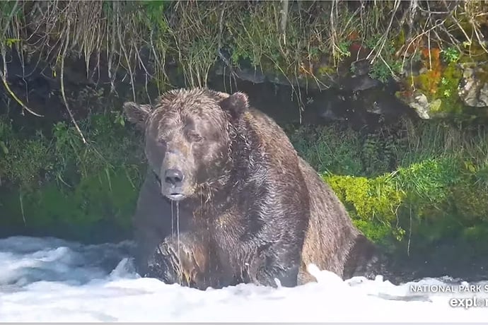 Watch Bears in Alaska!