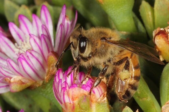 Robot Bees: What’s All the Buzz About?