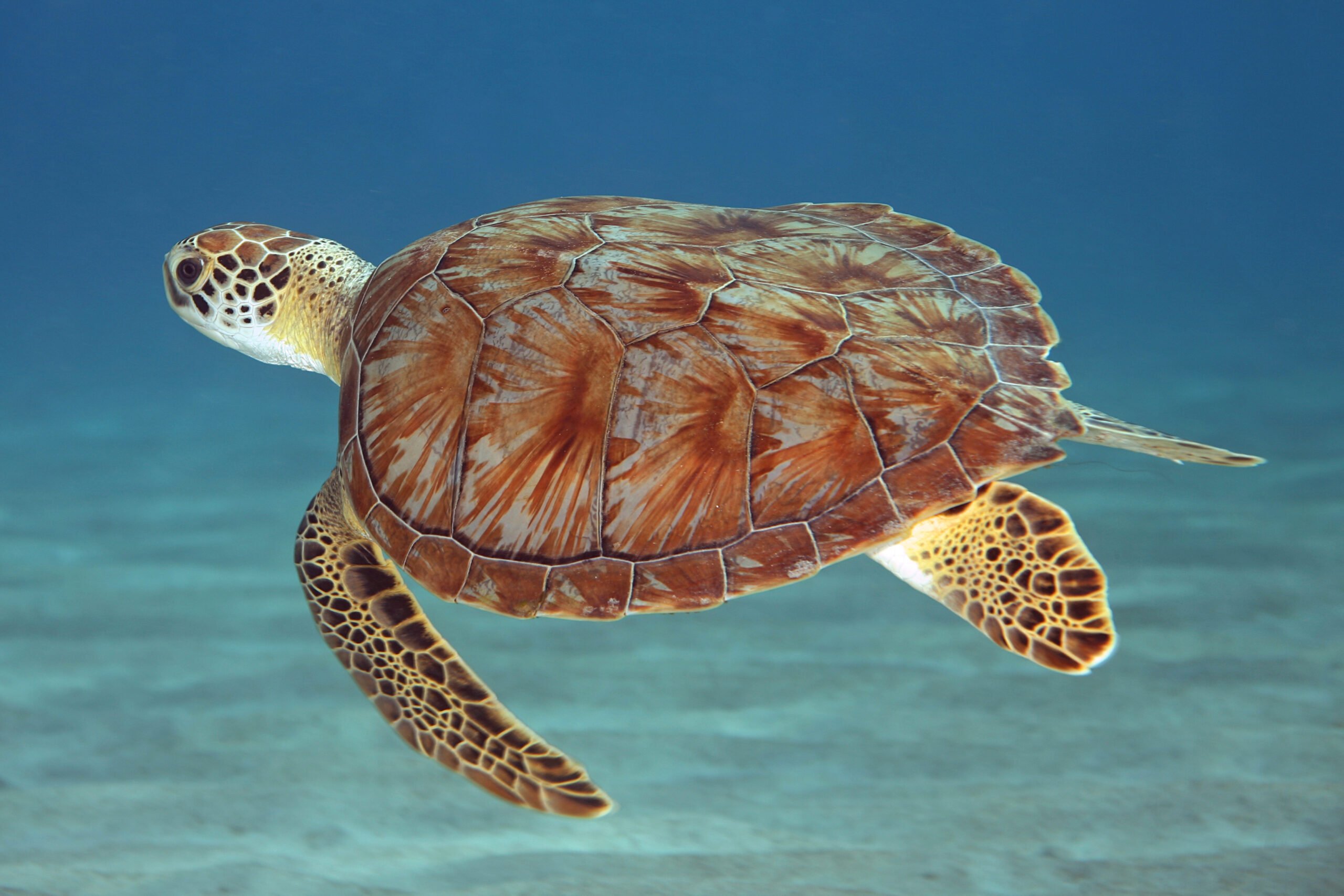 Turtle Shells Store Scientific Data