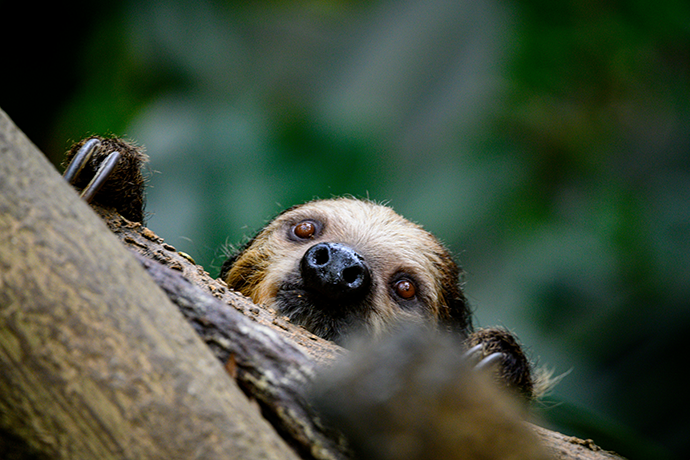 Giant sloths and mastodons lived with humans for millennia in the Americas, new discoveries suggest